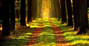 Une forêt de contes